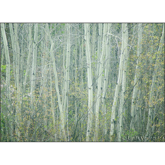 The Natural World Image