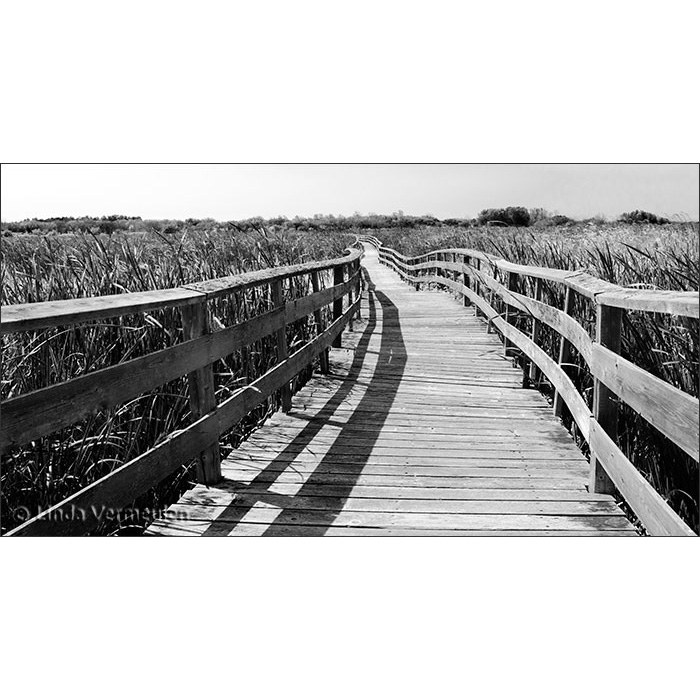 walking the-reeds